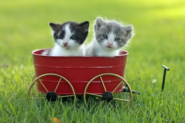 Kittens Buiten in natuurlijk licht — Stockfoto