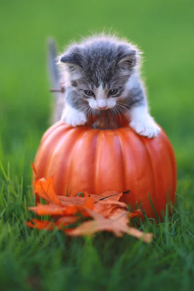 Otoño temático gatito imagen — Foto de Stock