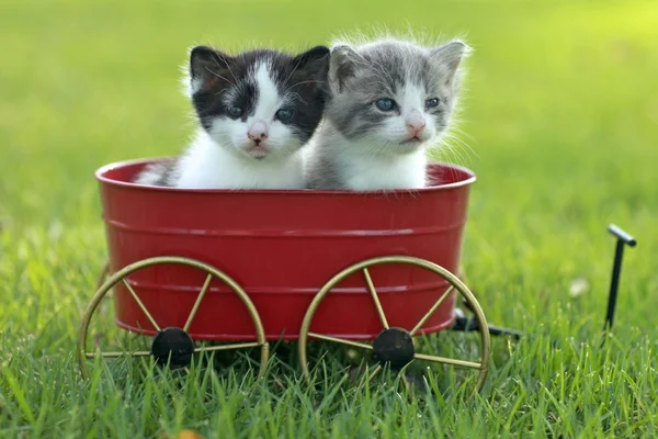 Kittens Outdoors in Natural Light — Stock Photo, Image