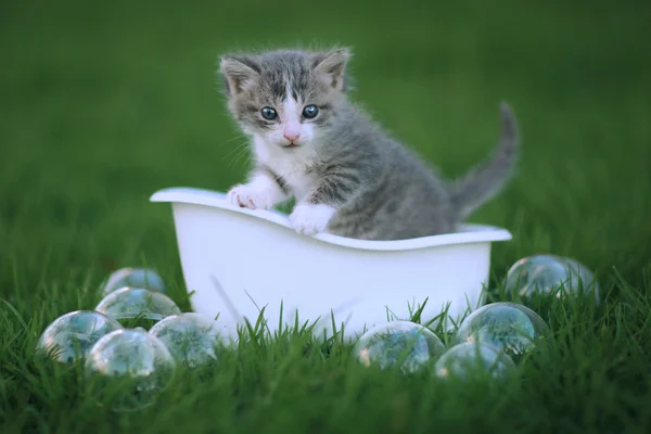 Neugeborenes Kätzchen im Freien auf der grünen Wiese — Stockfoto