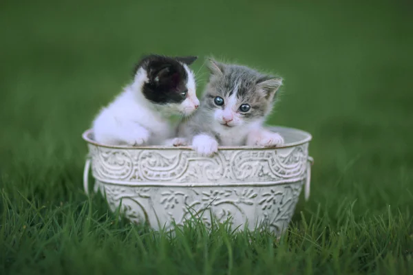 Kittens buiten in een groene weide van gras — Stockfoto