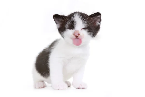 Kitten Portrait in Studio on White Background — Stock Photo, Image