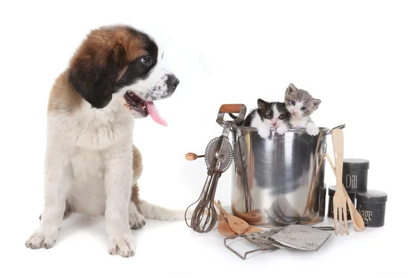 Saint bernard titta på kattungarna — Stockfoto