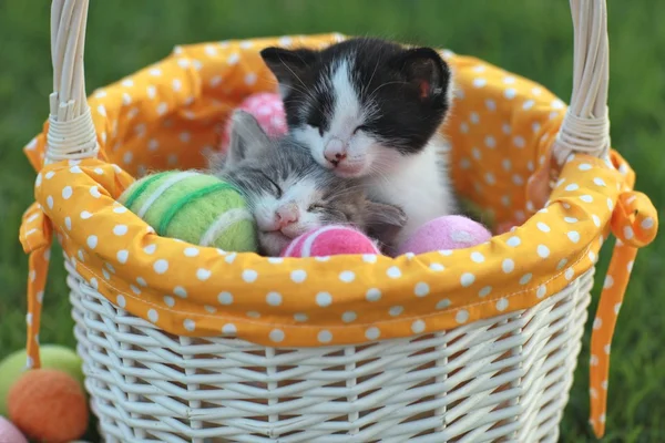 Красивые котята в праздничной пасхальной корзине — стоковое фото