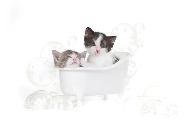 Ritratto di gattino in studio che fa il bagno — Foto Stock