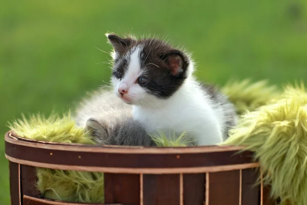 Maleństwo kociak na zewnątrz w trawie — Zdjęcie stockowe