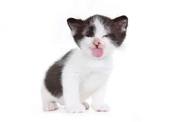 Kitten Portræt i Studio på hvid baggrund - Stock-foto