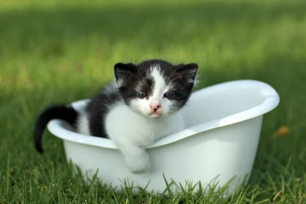 Bambino gattino all'aperto in erba — Foto Stock