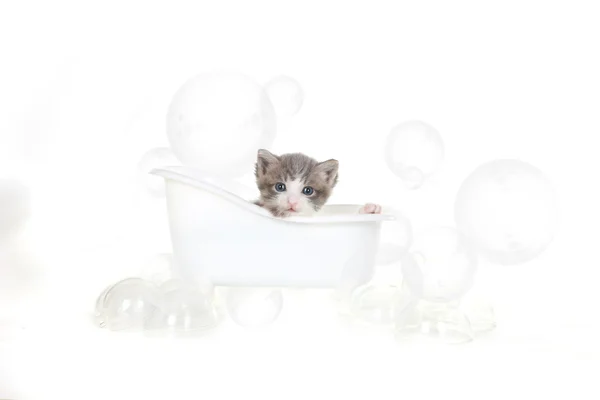 Портрет кошеняти в студії приймаючи ванну — стокове фото