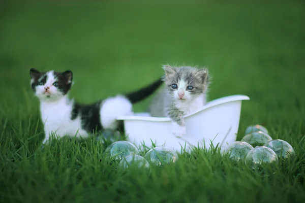 Kittens Outdoors in a Green Meadow of Grass — Stock Photo, Image