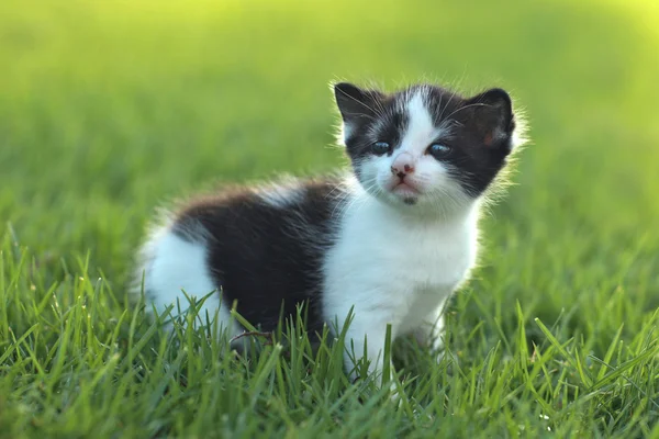 Kattunge utomhus på gräs — Stockfoto