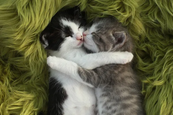 Kittens Buiten in natuurlijk licht Rechtenvrije Stockfoto's