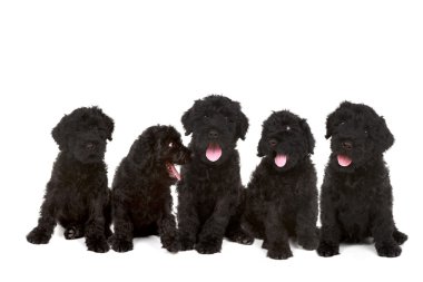 Group of Black Russian Terrier Puppies clipart