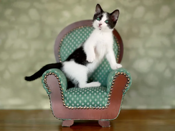 Little Kitten Sitting in a Chair — Stock Photo, Image