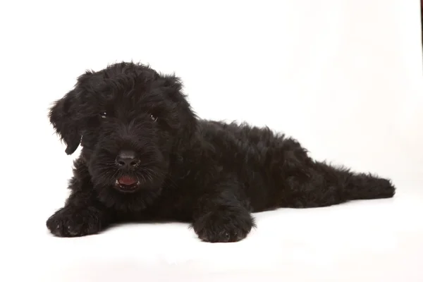 Pequeño negro ruso terrier cachorro en blanco fondo — Foto de Stock