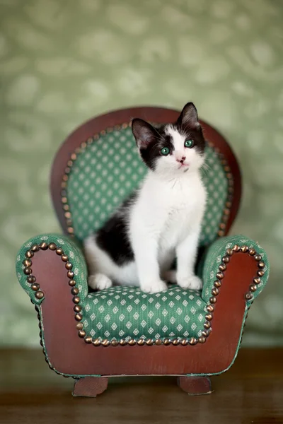 Little Kitten Sitting in a Chair — Stock Photo, Image