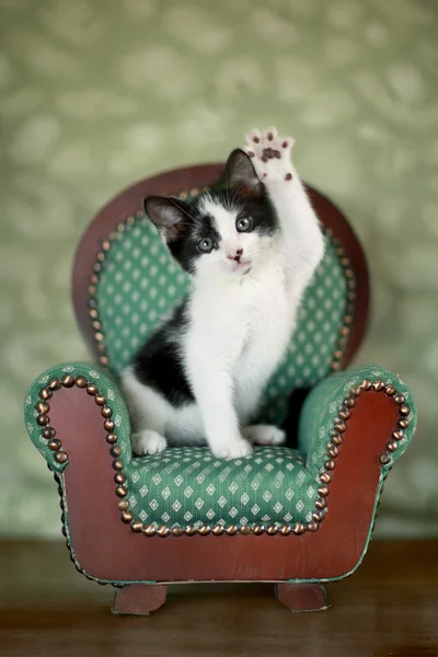 Bir sandalyede oturan küçük bir kedi yavrusu — Stok fotoğraf