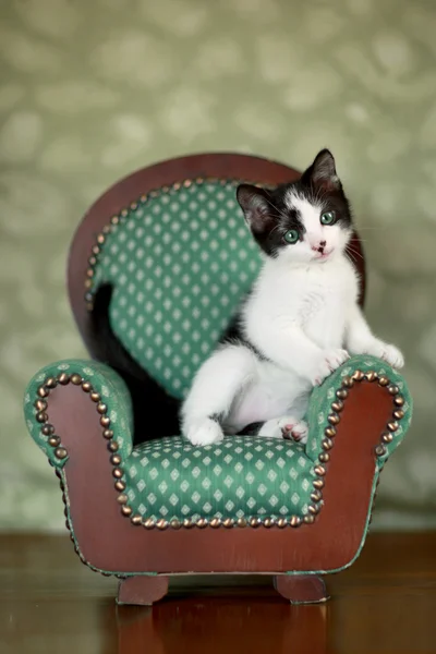 Little Kitten Sitting in a Chair — Stock Photo, Image