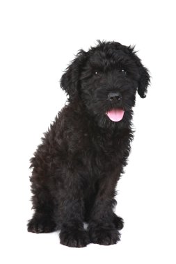 beyaz zemin üzerinde sevimli siyah Rus terrier yavru köpek