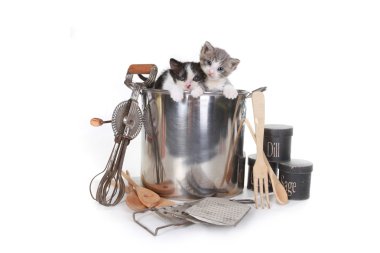 Kameraya bakarak üzerine beyaz yavru kedi