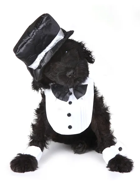 Симпатичный черный русский щенок-терьер на белом фоне — стоковое фото