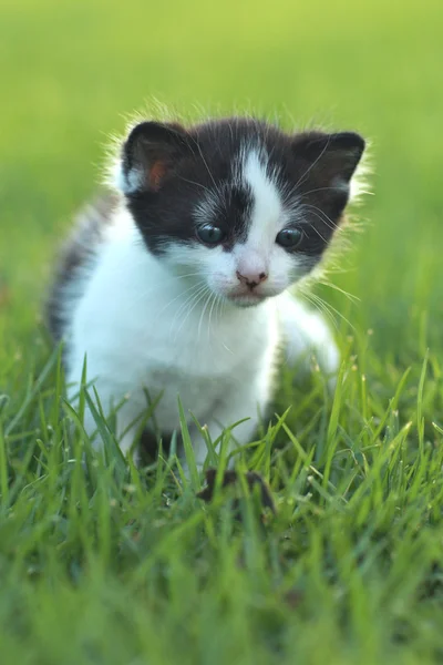 草で屋外の赤ちゃん子猫 — ストック写真