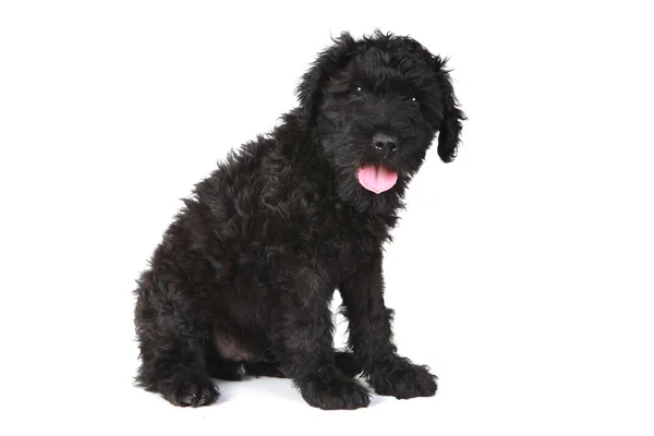Roztomilý černý ruský teriér štěně psa na bílém pozadí — Stock fotografie