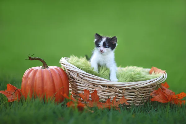 Kattunge utomhus på gräs — Stockfoto