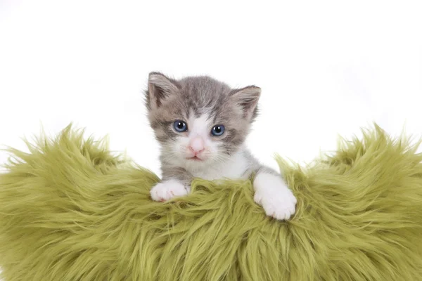 Kitten Portrait in Studio on White Background — Stock Photo, Image