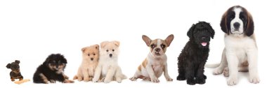 farklı doğurmak-in köpek köpekler üzerinde beyaz