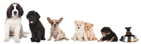 Olika raser av hundvalpar på vit — Stockfoto
