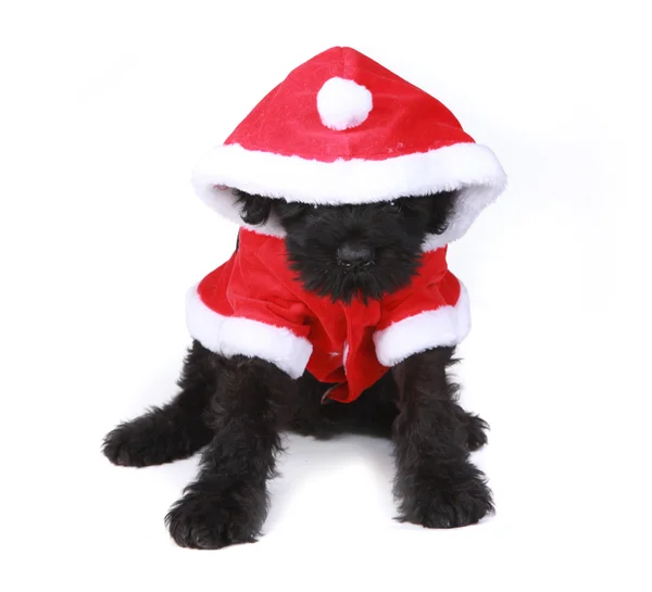 Schattig zwarte Russische terriër pup santa op witte achtergrond — Stockfoto