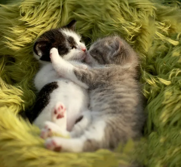 Knuffelen kittens buiten in natuurlijk licht — Stockfoto