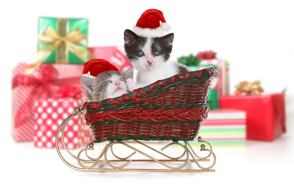Χαριτωμένα γατάκια σε ένα χριστουγεννιάτικο έλκηθρο — Φωτογραφία Αρχείου