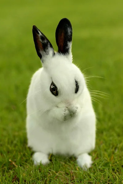 Weiße Kaninchen draußen im Gras — Stockfoto