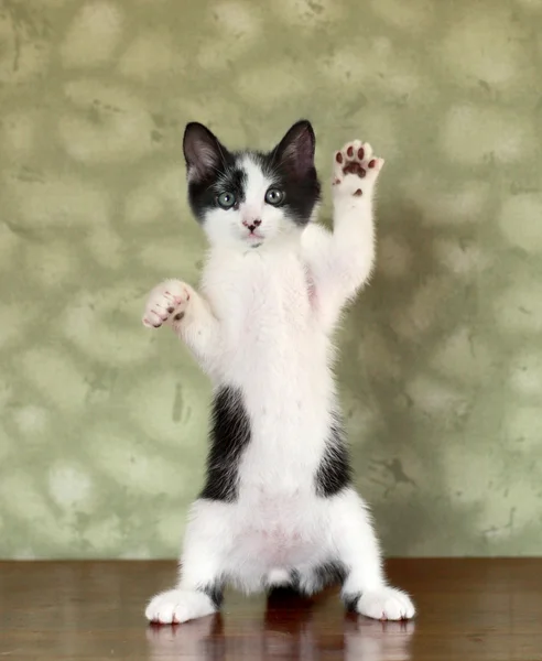 Kitten Standing on Hind Legs Waving — Stock Photo, Image