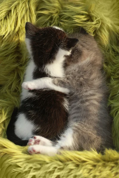 Kittens Buiten in natuurlijk licht — Stockfoto