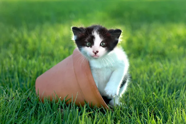 自然光の屋外で小さな子猫 — ストック写真
