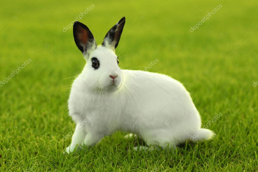 Kaninchen Im Sommer Draußen Bis Wieviel Grad Weiße Kaninchen draußen im Gras - Stockfotografie: lizenzfreie Fotos
