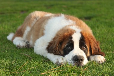 sevimli saint bernard safkan köpek