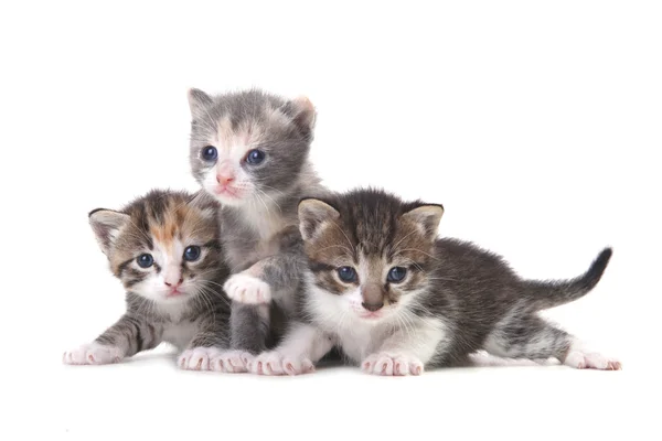 Drie baby kittens op een witte achtergrond — Stockfoto