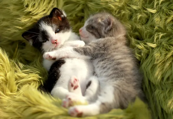 Gatinhos ao ar livre em luz natural — Fotografia de Stock