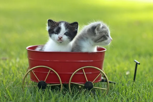 Gatinhos ao ar livre em luz natural — Fotografia de Stock