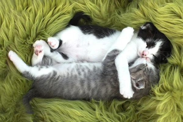 Kittens Buiten in natuurlijk licht — Stockfoto