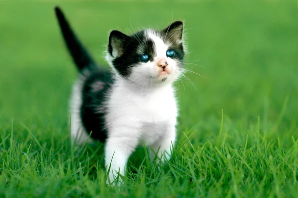 Little Kitten Outdoors in Natural Light — Stock Photo, Image