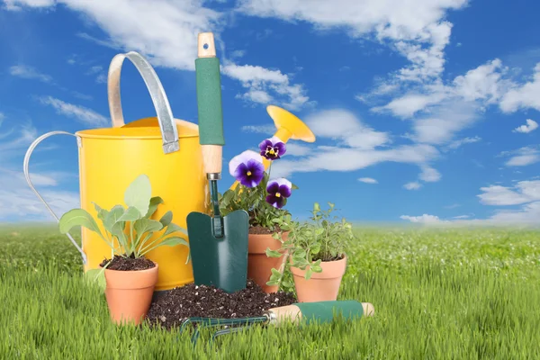 Bloemen en kruiden geplant in de lentetijd — Stockfoto