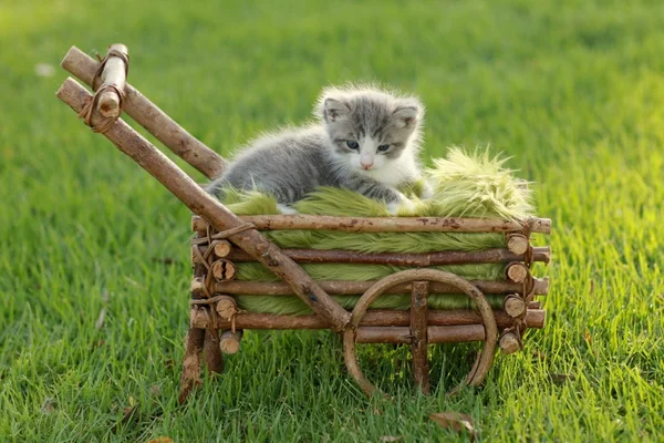 草で屋外の赤ちゃん子猫 — ストック写真