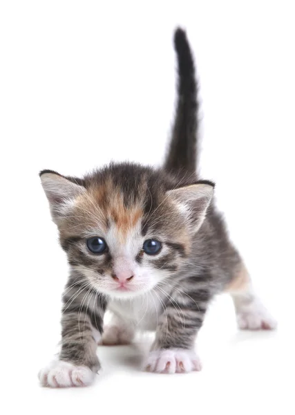 Kitten op witte achtergrond — Stockfoto