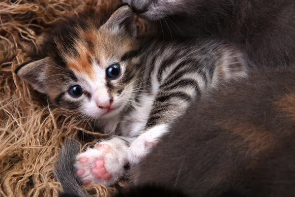 Малюк кошеня лежав у кошик з братів і сестер — стокове фото