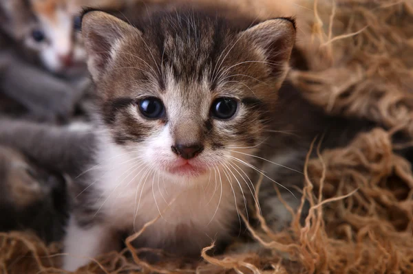 Baby kitten liggen in een mand met broers en zussen — Stockfoto
